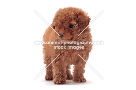 cute apricot coloured Toy Poodle puppy