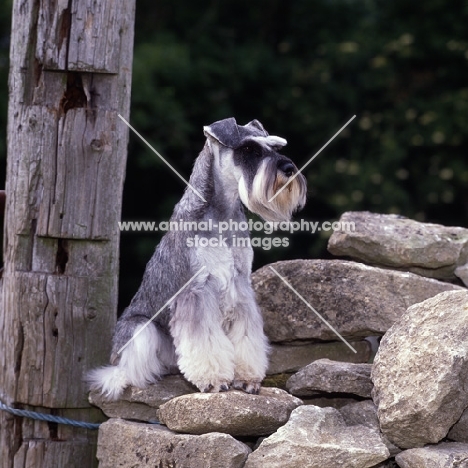 ch samavai steps out, miniature schnauzer sitting on dry stone wall