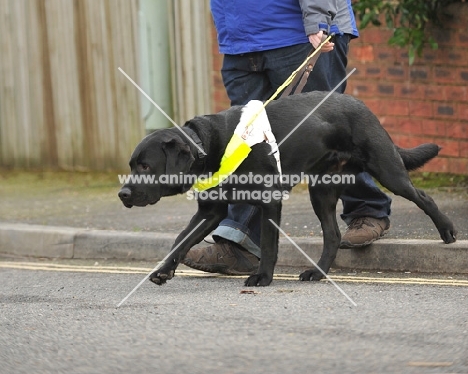 black Labrador Retriever guide dog