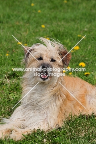 Pyrenean Sheepdog