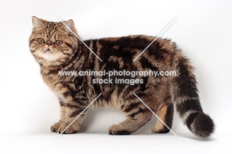 Exotic Shorthair side view, brown classic tabby colour