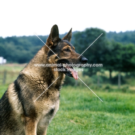 german shepherd dog side view