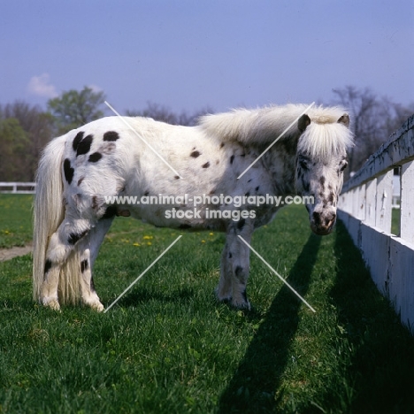 Falabella pony