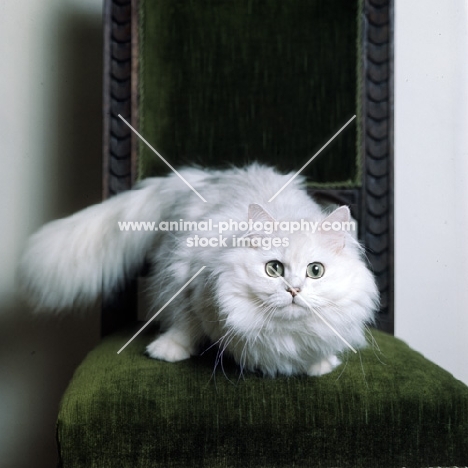 ch shengo eleiza, chinchilla cat sitting on chair staring at camera