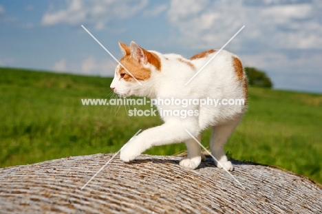 cat on farm