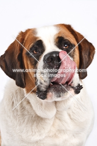 Saint Bernard licking lips