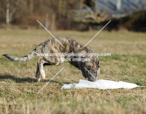 dog in countryside biting cloth