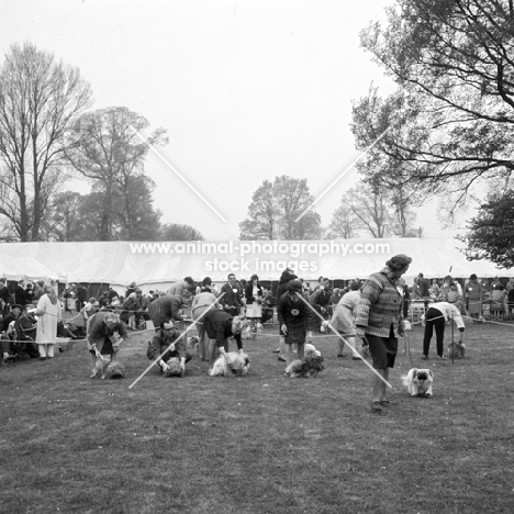 pekingese and show rings at WELKS show 1967