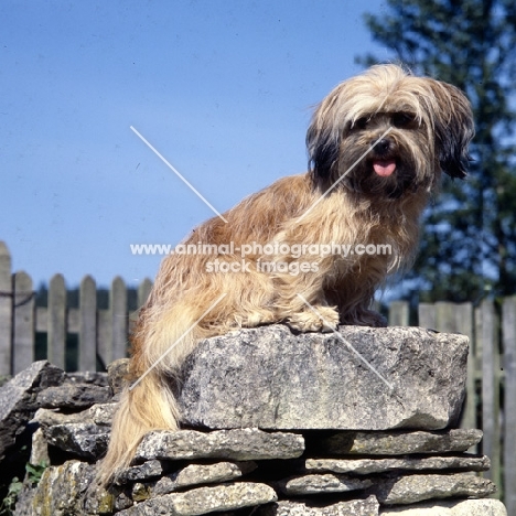 lhasa apso cross on stone wall