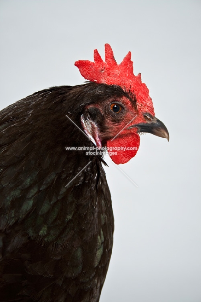 Black Australorp Hen in Studio