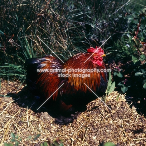 chicken, cockerel on heap