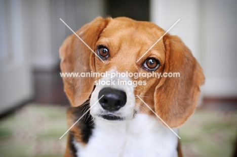 beagle sitting on rug