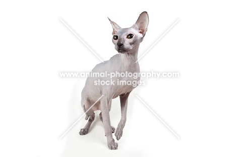 rare blue Peterbald cat