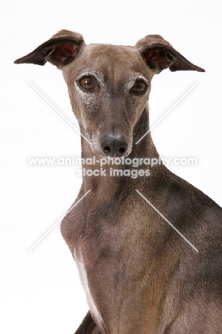 Australian Champion Italian Greyhound, portrait