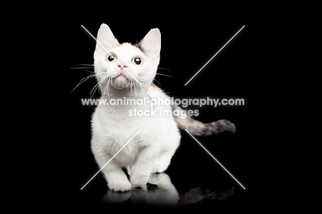 shorthaired Bambino cat walking on black background