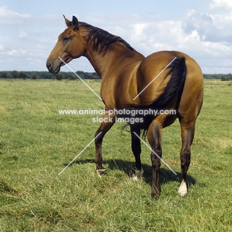 holstein old type mare walking away in field