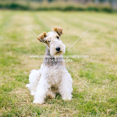 cheeky wire fox terrier