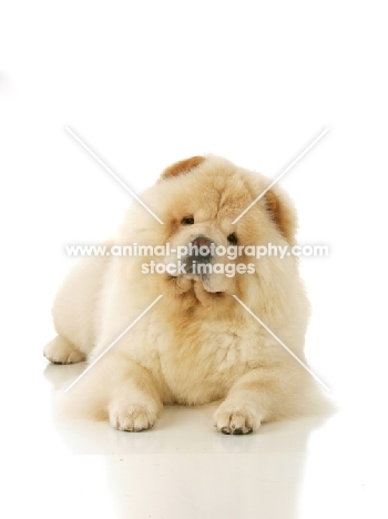 cream Chow on white background