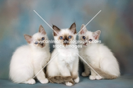three birman kittens