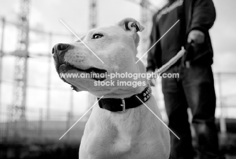 white Staffordshire Bull Terrier on leash, standing beside Regents Canal in Hackney, London, with owner and gasometer in the background