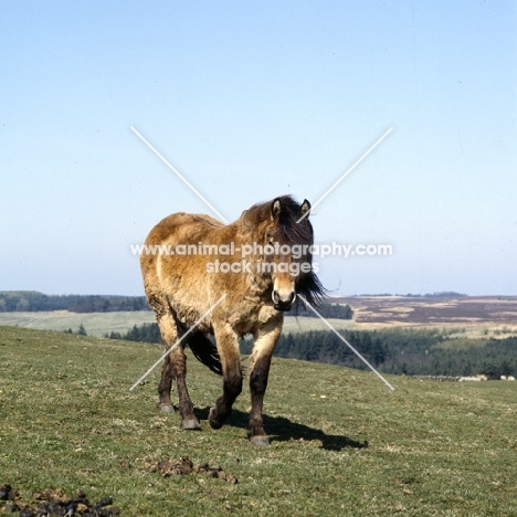 Highland Pony walking towards camera on the moors in spring in scotland