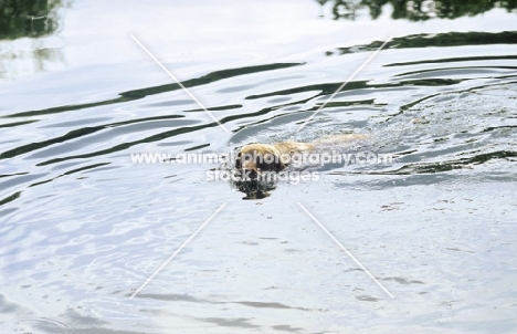 chesapeake bay retriever swimming in river