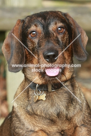 Wirehaired Dachshund (Standard), looking at camera