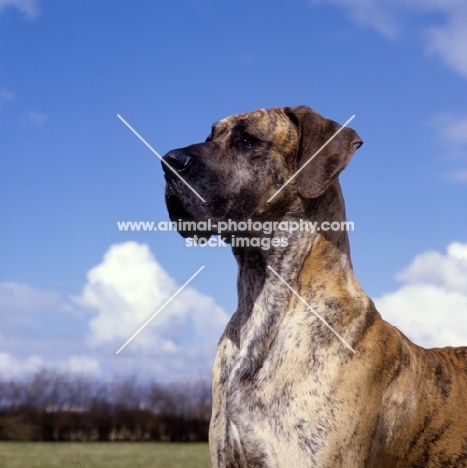 ch picanbil pericles, great dane  portrait