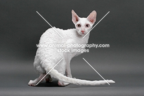 white Cornish Rex, standing on hind legs