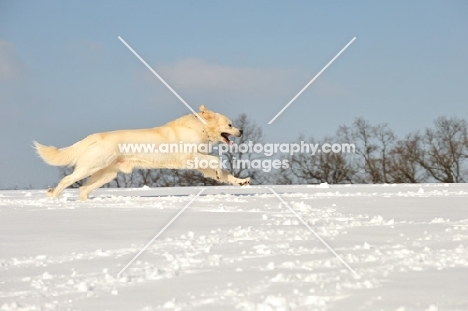 Polish Tatra Sheepdog (aka Owczarek Podhalanski) running in snow