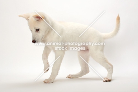 Kishu puppy, side view