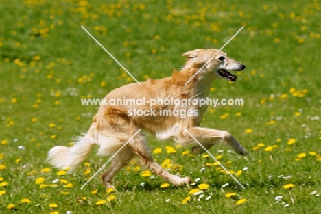 longhaired whippet running, WARNING: this dog is not a recognised breed. For Whippets recognised by the major dog associations please see Whippet (shorthaired)