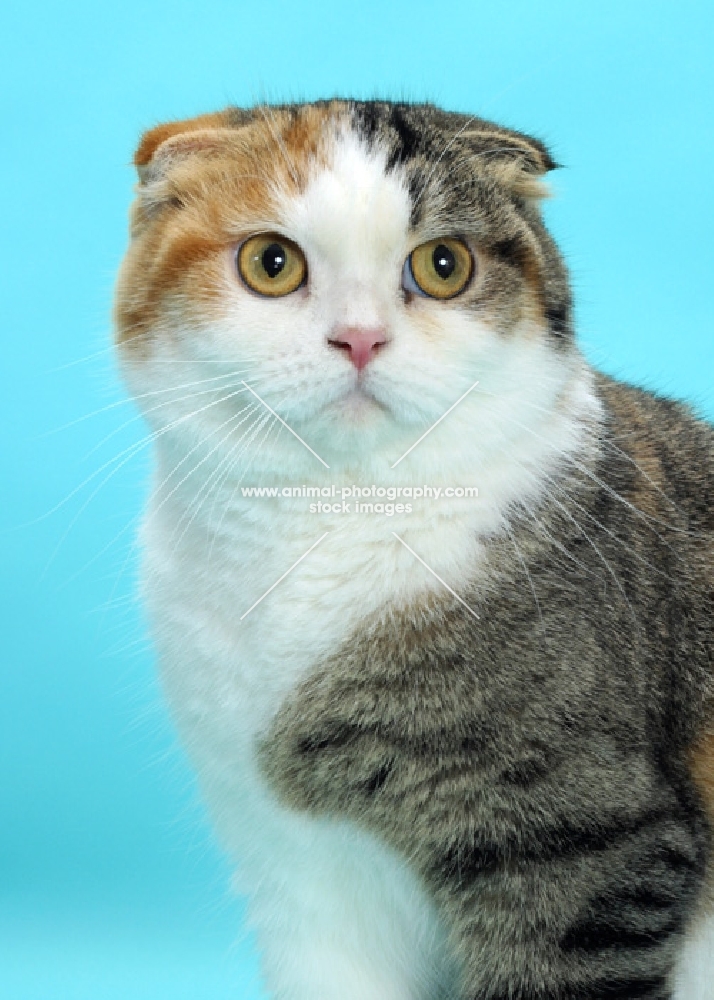 Scottish Fold cat portrait