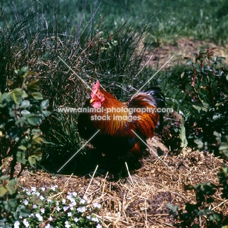 chicken, cockerel on heap