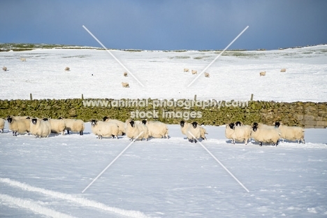 group of Scottish Blackface ewes