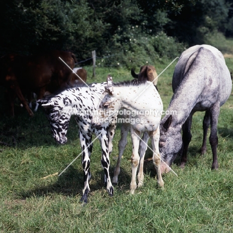 humbug and friend, Appaloosa mare with 2 foals