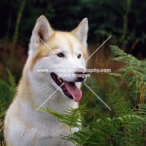 siberian husky, ch forstal's noushka