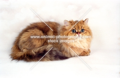 golden Persian kitten