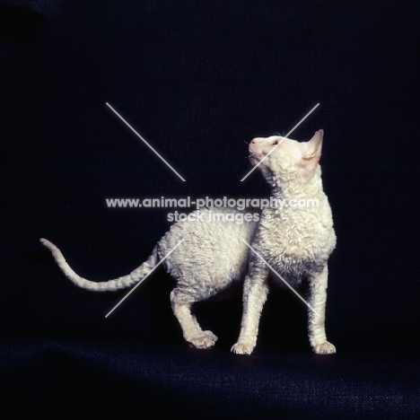 cornish rex cat looking back up