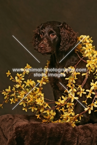 Boykin Spaniel amongst flowers