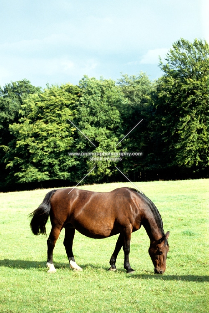 old type groningen mare, cedola, grazing