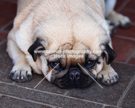 Pug resting on tiles