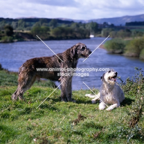 two irish wolfhounds from drakesleat lying and standing by river severn