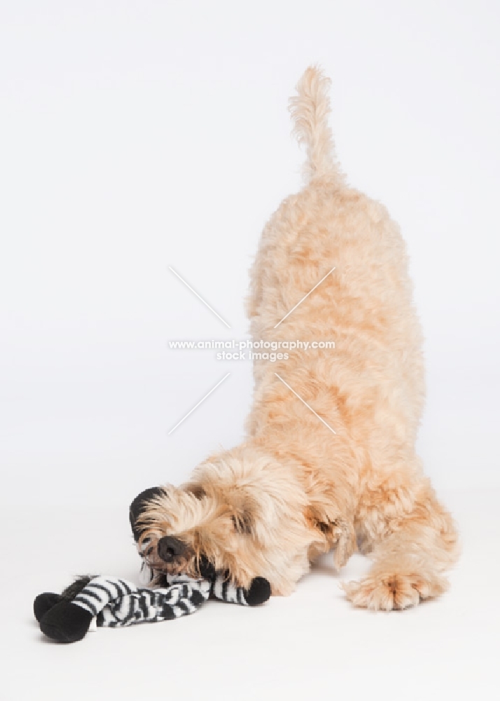 Wheaten Terrier playing with it's Zebra toy
