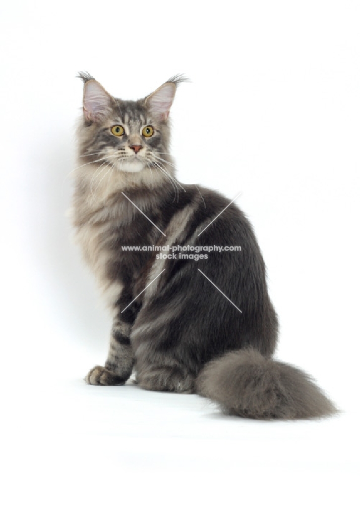Blue Classic Tabby Maine Coon cat