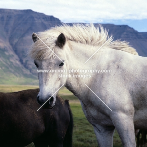 Iceland Horses at Sauderkrokur