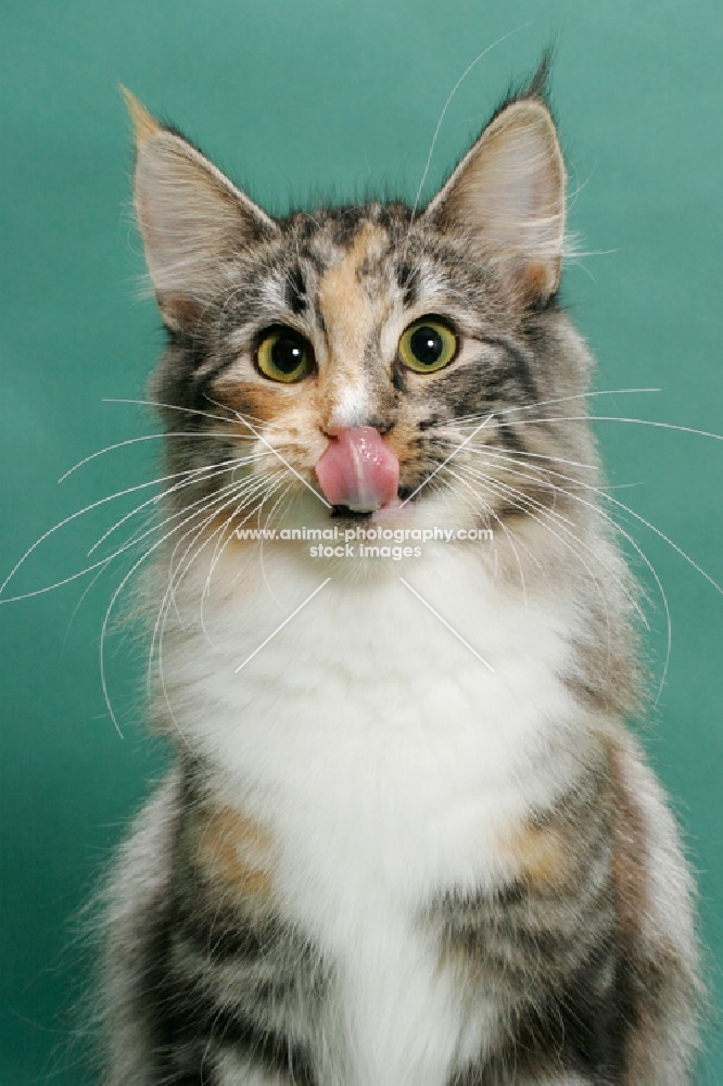 Norwegian Forest cat, Silver Classic Torbie & White colour, licking lips