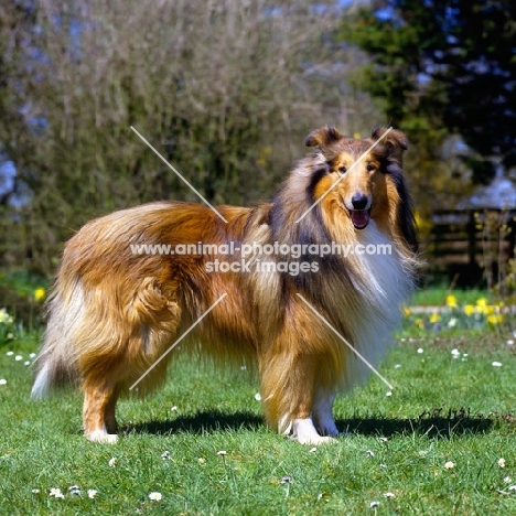 rough collie, Antoc Face The Music, standing on grass