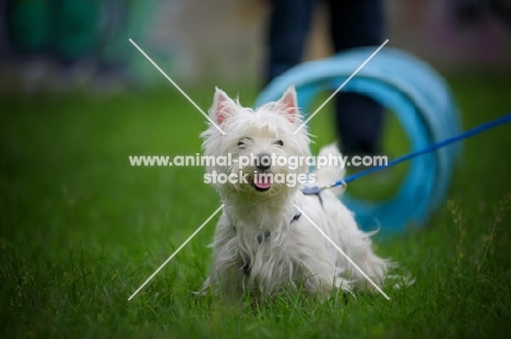 West Highland White Terrier training in agility
