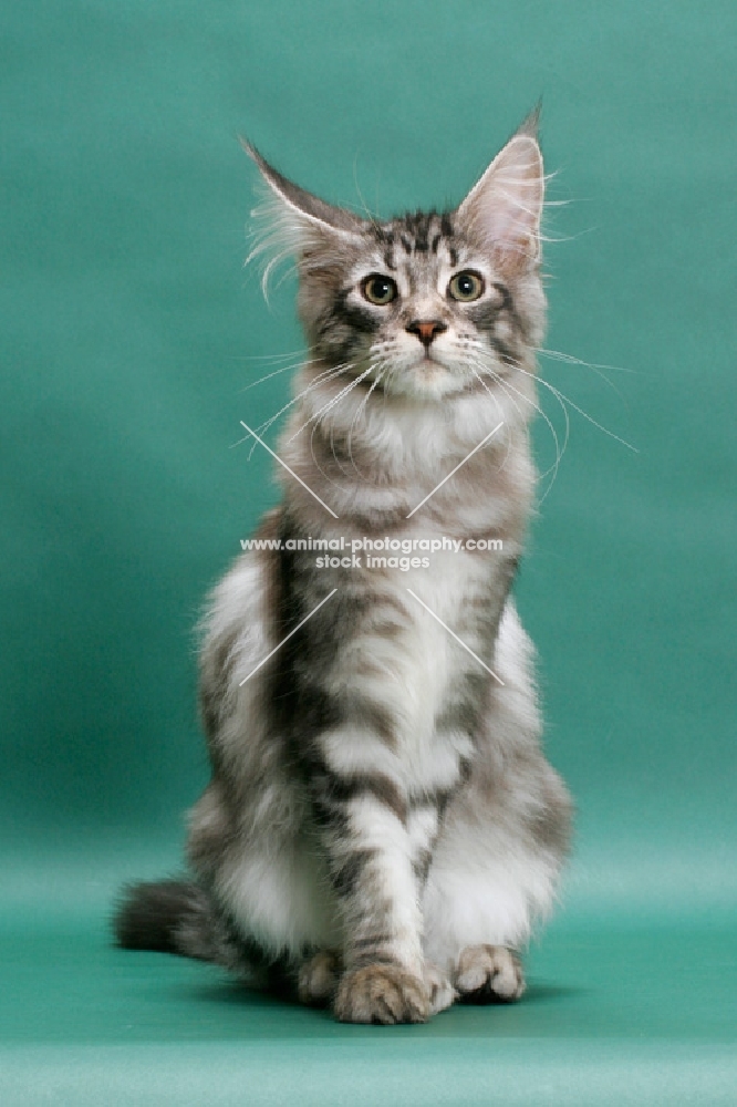 Maine Coon, Silver Classic Tabby colour, sitting on green background